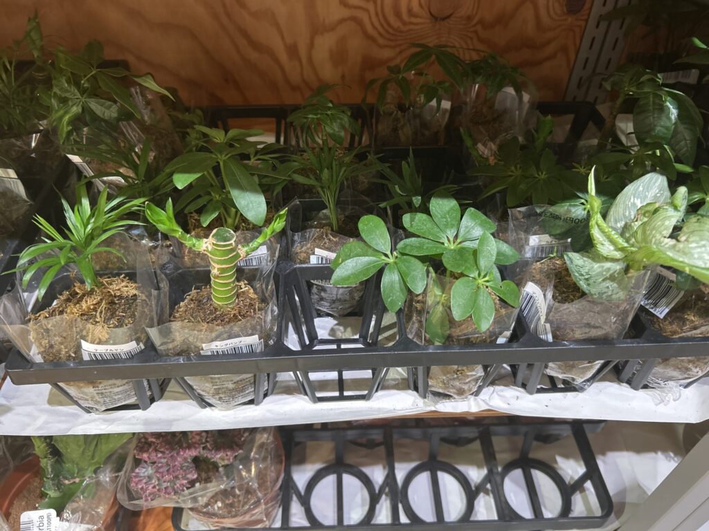 「300円から楽しめる観葉植物」