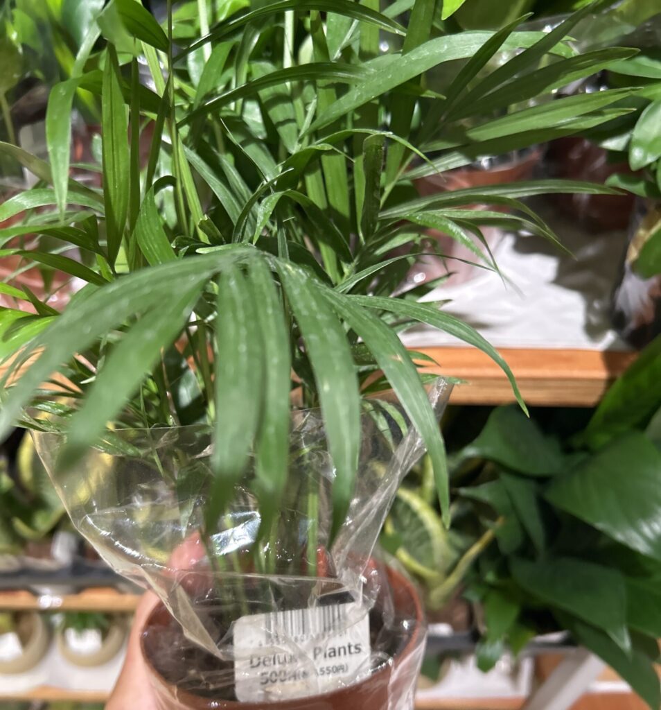 スタンダードプロダクツで見つけた観葉植物「テーブルヤシ」。小さめサイズでどこにでも置きやすく、風水的にも運気アップにおすすめ。