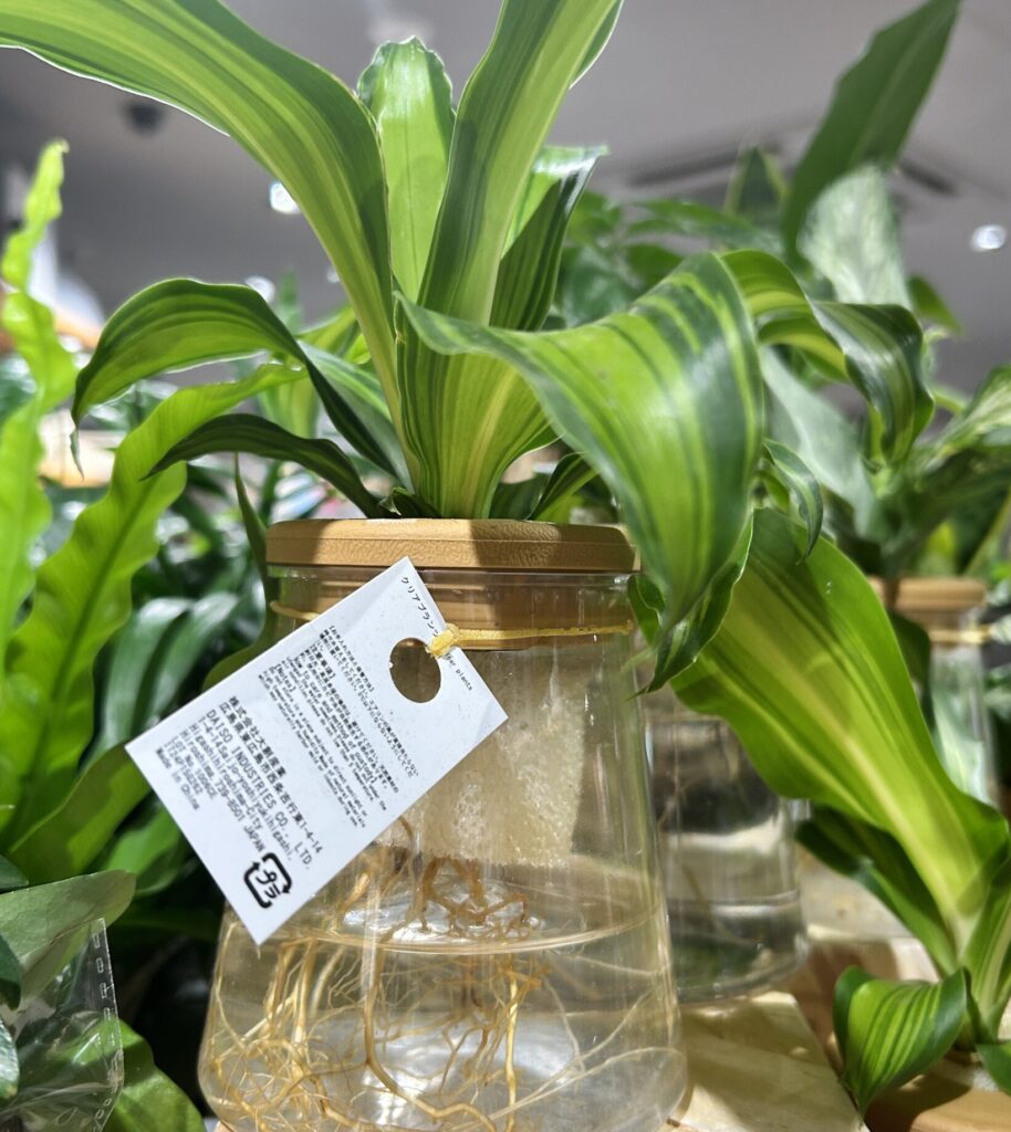 「水耕栽培で楽しむ観葉植物」
