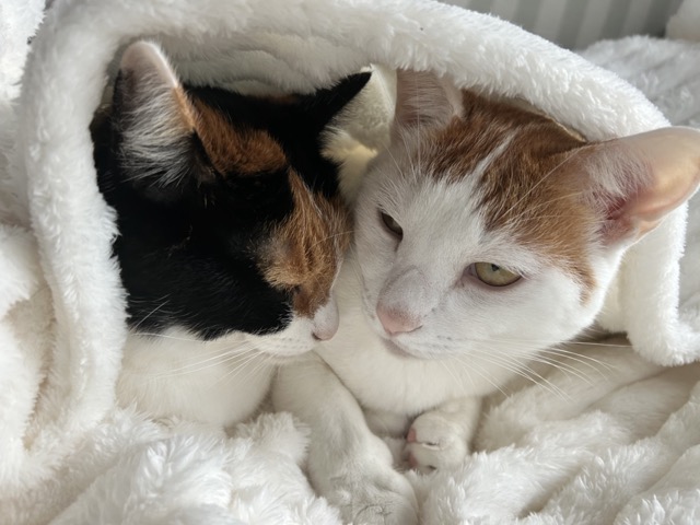 白いもこもこの毛布に包まれて眠る猫の様子