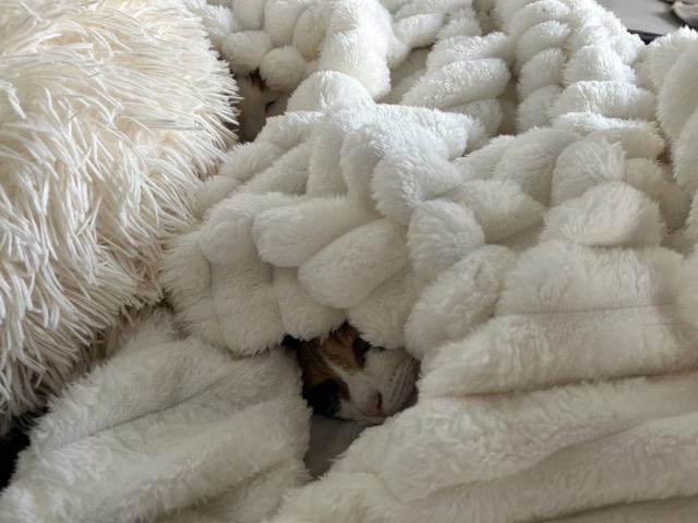 Bedsure 毛布の口コミレビュー｜猫もお気に入りのもこもこブランケット