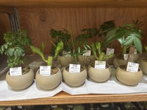 小さな観葉植物でお部屋に癒しを」