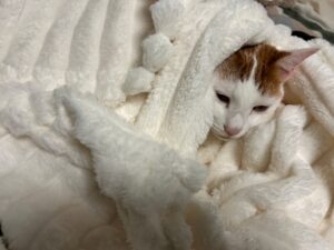 猫がもこもこの白い毛布に包まれてくつろいでいる様子