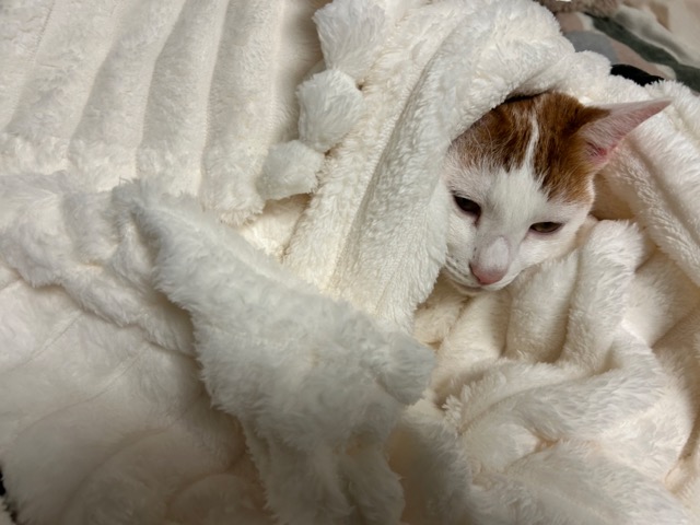 猫がもこもこの白い毛布に包まれてくつろいでいる様子